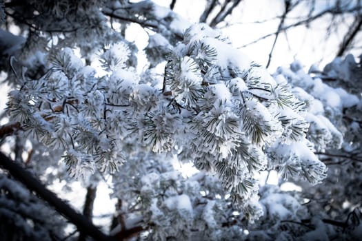 Christmas evergreen spruce tree with fresh snow