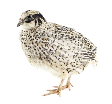 quail isolated on white background