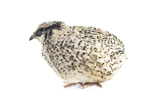 quail isolated on white background