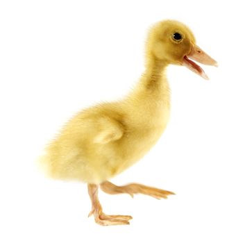 Funny yellow Duckling age days. Isolated on white.
