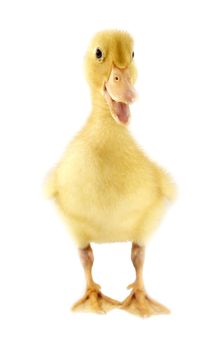 Funny yellow Duckling age days. Isolated on white.