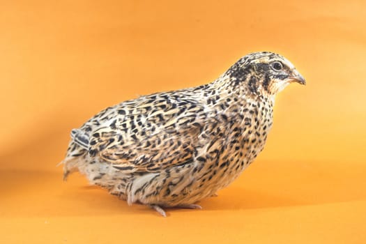 quail isolated on orange background