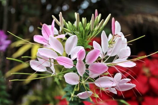 White pink flowers in a winter of North Thailand