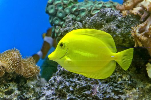 Gold fish and colorful coral reef with many different types of corals