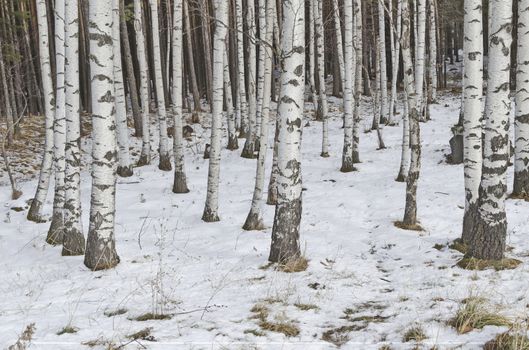 Birch forest at winter mountain Vitosha, Bulgaria