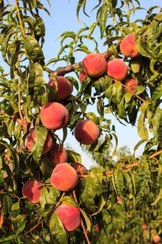 Peach tree during the period of maturation, ready for harvest