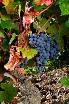 Details of vineyards, rows of old and young vines during harvest.
