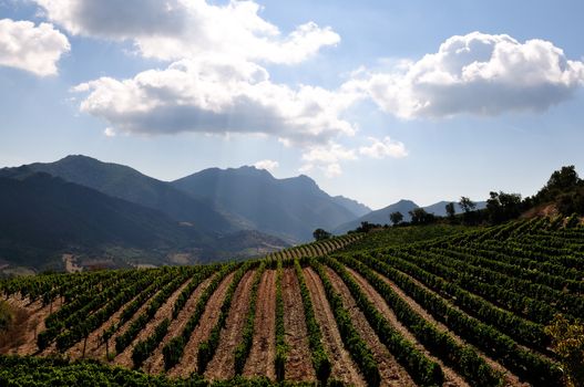 Details of vineyards, rows of old and young vines during harvest.