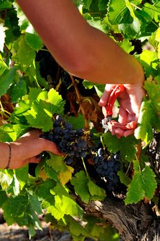 Details of vineyards, rows of old and young vines during harvest.