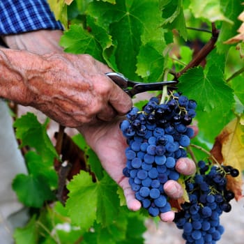 Details of vineyards, rows of old and young vines during harvest.