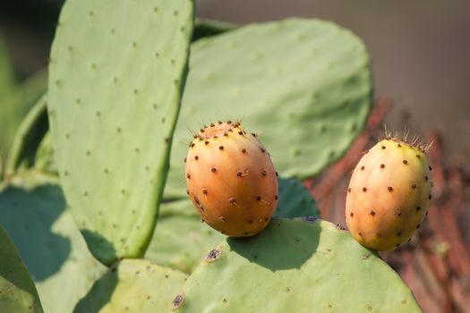 Prickly pear fruit from the peel prickly but juicy and sweet