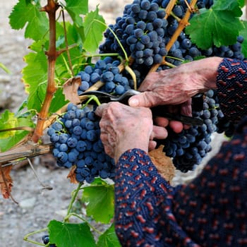 Details of vineyards, rows of old and young vines during harvest.