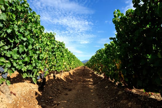 Details of vineyards, rows of old and young vines during harvest.