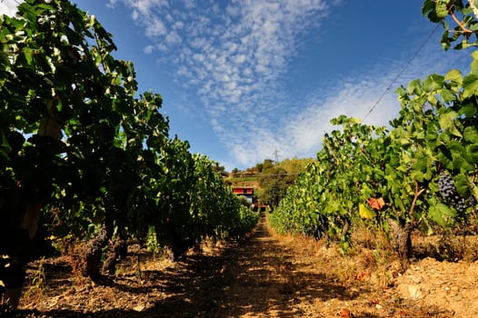 Details of vineyards, rows of old and young vines during harvest.