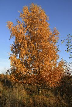 Golden birch leaves in autumn and blue sky