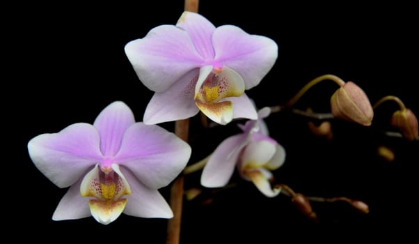 Pink orchid flowers on dark background