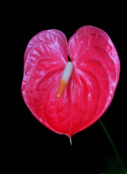 Rose Flamingo flower on black background