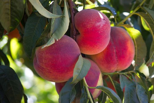 The sun-ripened peaches from Sicily