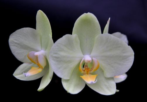 White orchid flower od dark background