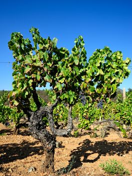 Details of vineyards, rows of old and young vines during harvest.