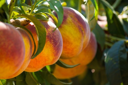 The sun-ripened peaches from Sicily