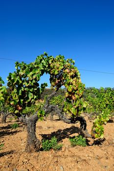 Details of vineyards, rows of old and young vines during harvest.