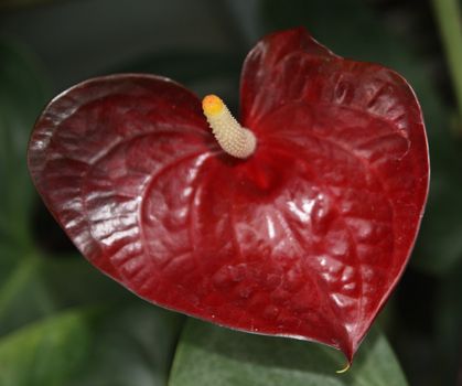 Red Flamingo flower and green leaves