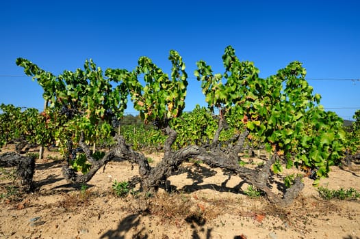 Details of vineyards, rows of old and young vines during harvest.