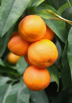 branch orange tree fruits and green leaves 