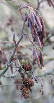 Larch cones and catkins in autumn on natural background