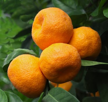 Ripe tangerines on a tree and green leaves