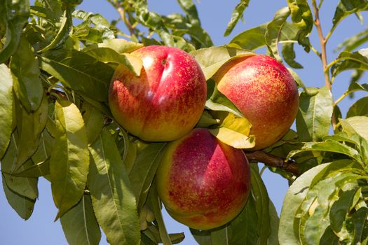 The sun-ripened peaches from Sicily