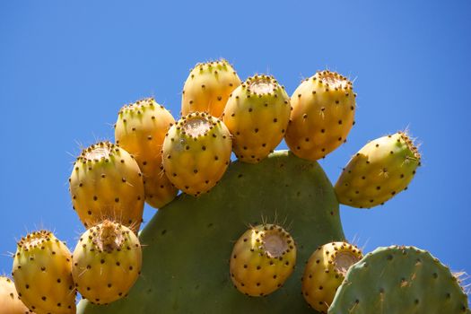 Prickly pear fruit from the peel prickly but juicy and sweet