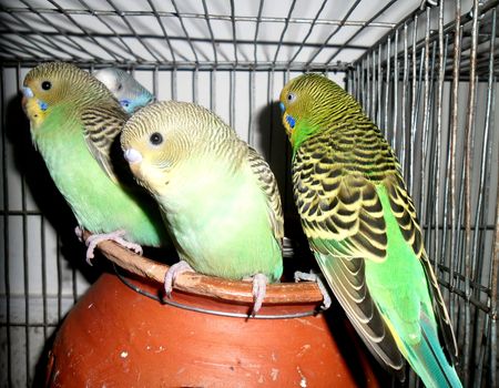 A group of lovely budgerigars