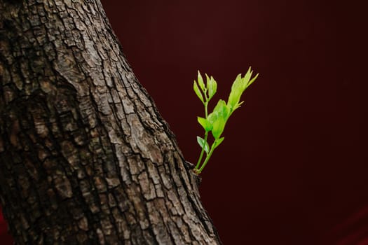 Buds on the tree,with red wall background