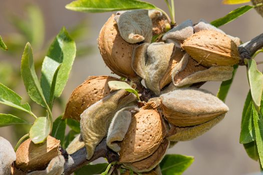 Branch of the tree of almonds, ready for harvest in late summer