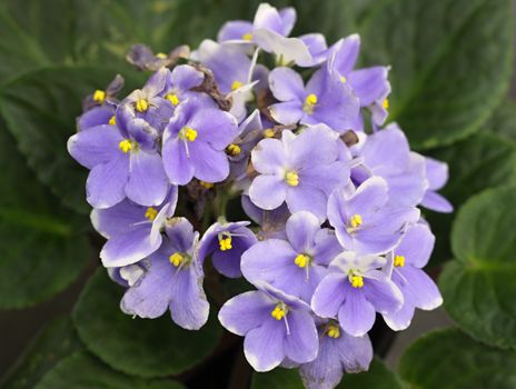 the flowers of violets and green leaves