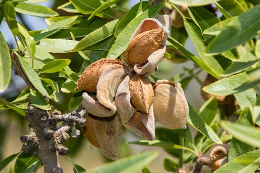 Branch of the tree of almonds, ready for harvest in late summer