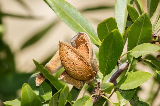 Branch of the tree of almonds, ready for harvest in late summer