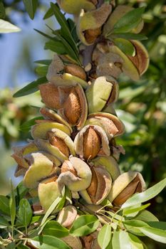 Branch of the tree of almonds, ready for harvest in late summer