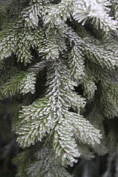 spruce small branch with glazed frost 


