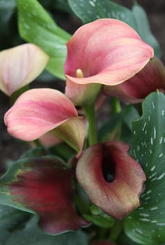 Rose calla lilies and green leaves on the background