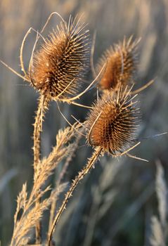 thistle and dry grass on nature background 
