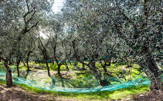 Garden of olives during the harvesting done with networks