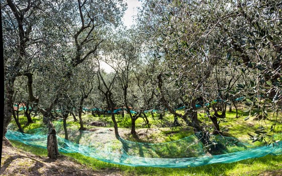 Garden of olives during the harvesting done with networks