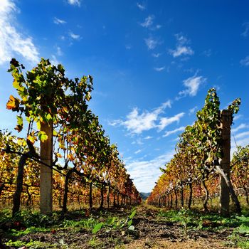 Details of vineyards, rows of vines young and old with the colors of autumn.