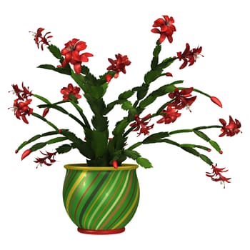 3D digital render of a Christmas cactus in a flower pot isolated on white background