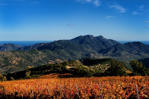 Details of vineyards, rows of vines young and old with the colors of autumn.