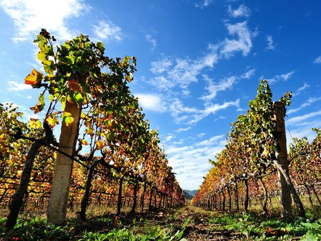 Details of vineyards, rows of vines young and old with the colors of autumn.