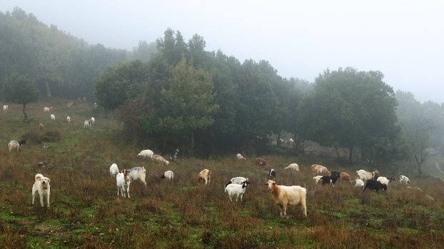 Goats grazing guarded by a shepherd dog, in the autumn mist in the high mountains.